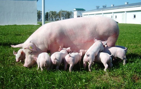 Опорос свиноматки – Камчатгосплем