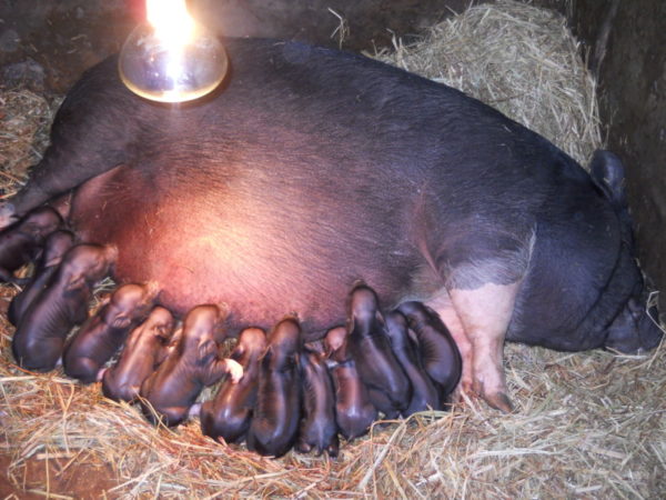 Опорос свиноматки – Камчатгосплем