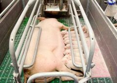 Определение подходящего момента и технология проведения искусственного осеменения свиноматок